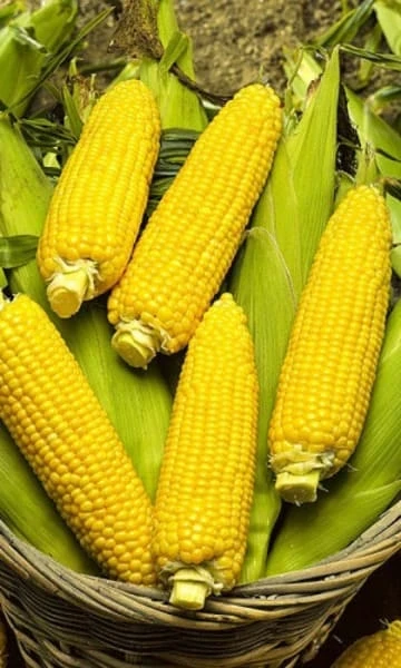 Фото для Кукуруза Лакомка, 5г, белый пакет