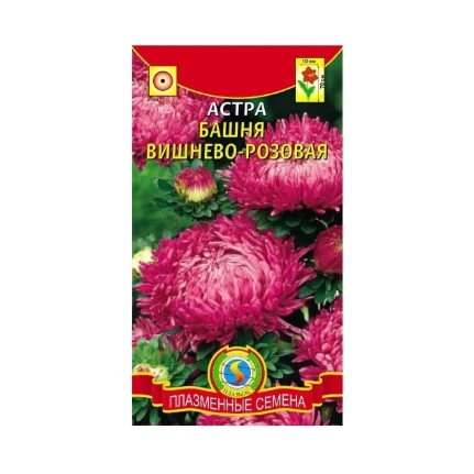 Фото для Астра Башня Вишнево-розовая