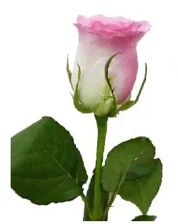 Розовые розы особенно привлекательны, ведь их нежные лепестки никого не оставят равнодушным.