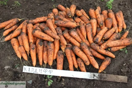 692568c38c3e37f539d357c9a35929bf