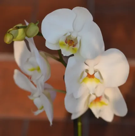 Орхидея Фаленопсис - многолетнее комнатное растение, которое отличается обильным и  продолжительным цветением.