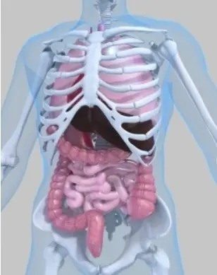 УЗИ внутренних органов (печень, желчный пузырь, поджелудочная железа, селезенка, почки)