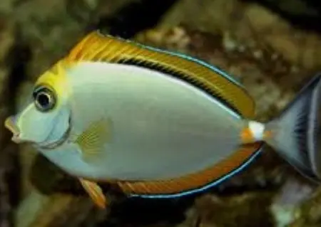Рыбка НОСОРОГ в ассортименте (Naso lituratus)