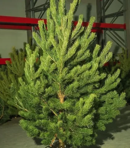 Создать атмосферу праздника поможет ароматная сосна! Это идеальный вариант для новогодней ночи!