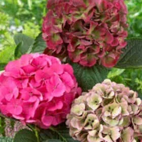 Гортензия крупнолистная (Hydrangea macr. Magical Sapphire) 10/22