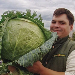 Фото для Капуста б/к Русский размер (50шт)