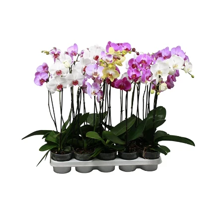 Фото для Орхидея Фаленопсис (Phalaenopsis) 2 стебля mix 12/65