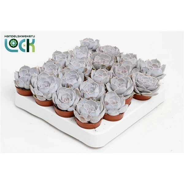 Фото для Эхеверия Руньонии (Echeveria Runyonii) 5,5/8