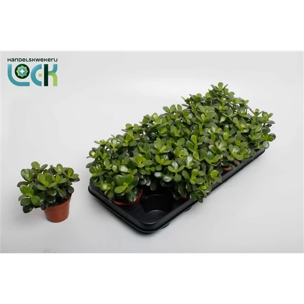 25aa2a50637911f08295d85ed377b6fa_25aa2a51637911f08295d85ed377b6fa