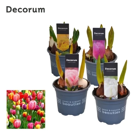 Фото для Тюльпан (Tulipa) Mix (decorum) 9/15